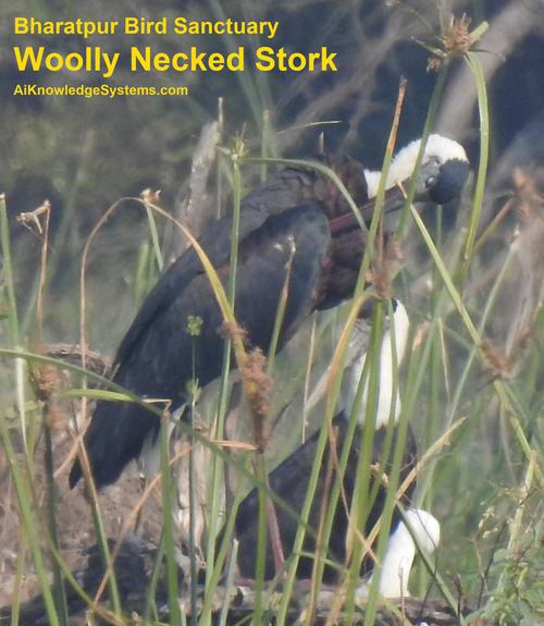 Woolly Necked Stork (1) Coming Soon